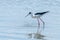 Black Winged Stilt in Water Himantopus himantopusÂ Wader Bird Stilt